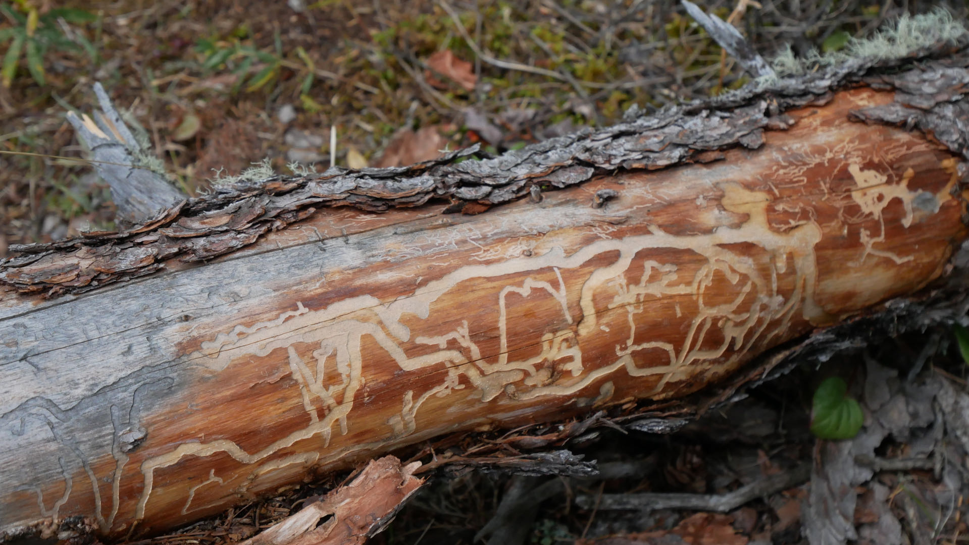 Wood grain on the Rock Painting boardwalk