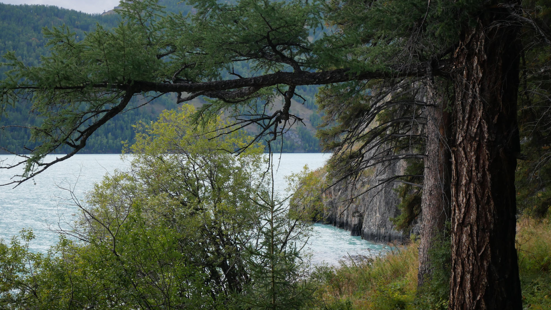 A strange right-angled tree on the Rock Painting boardwalk