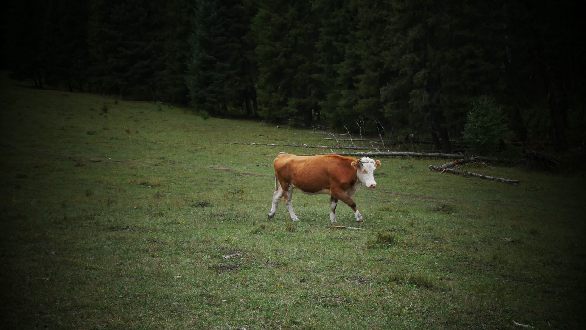Cows strolling slowly on a wild path