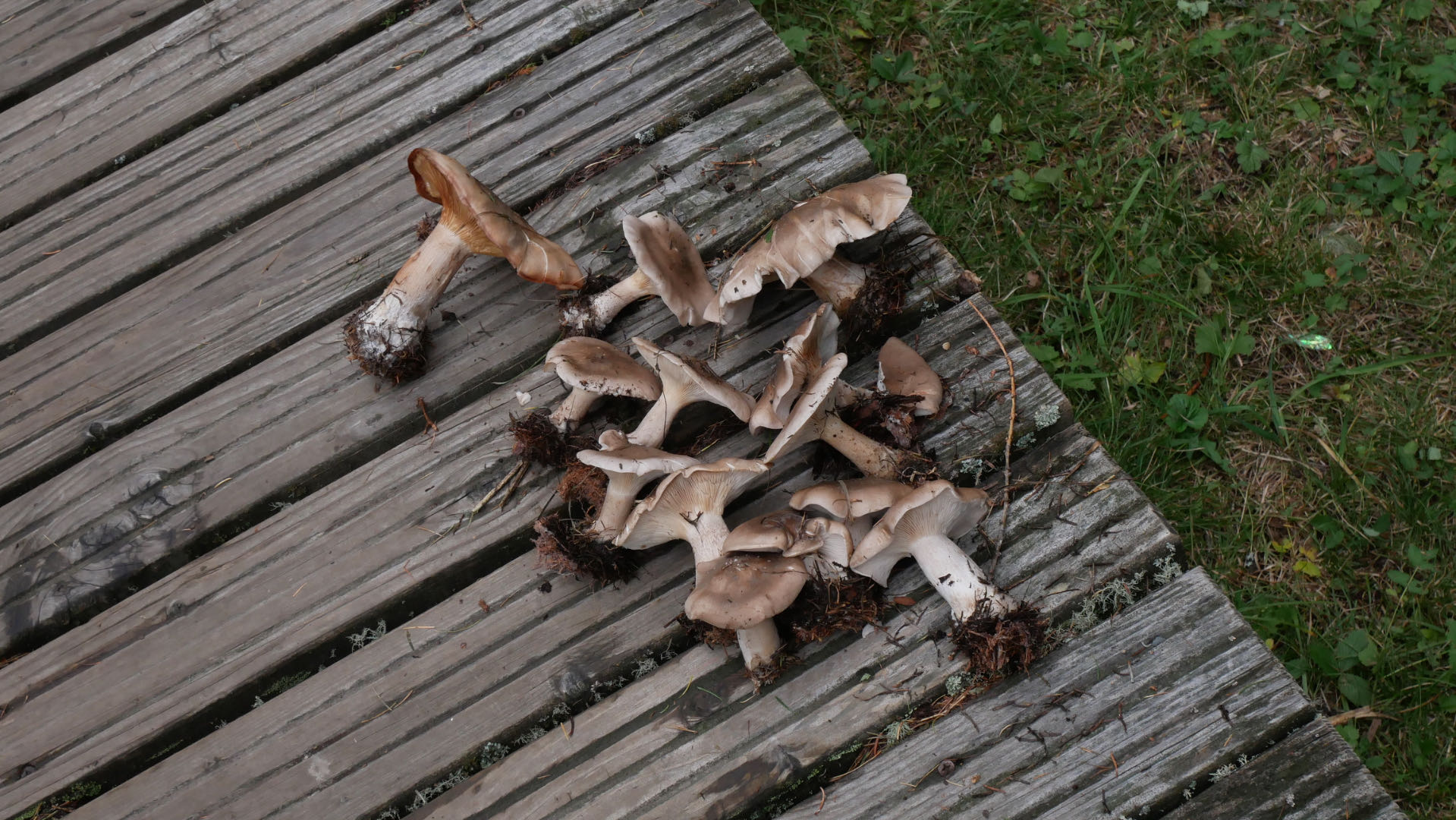 Wild mushrooms along the trail