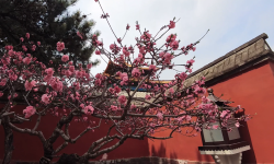 Featured image of post After the strong winds, are the flowers in these photos still at the Forbidden City?