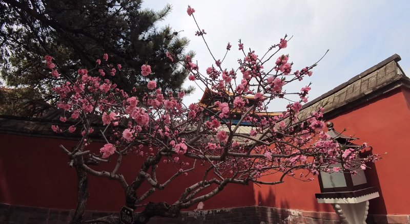 Featured image of post After the strong winds, are the flowers in these photos still at the Forbidden City?