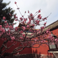 After the strong winds, are the flowers in these photos still at the Forbidden City?
